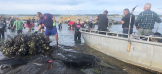 Stor dugnadsinnsats med innsamling av stillehavsøsters ved Djupoddenskjæra på innsiden av Jomfruland. Foto: Jan Erik Tangen