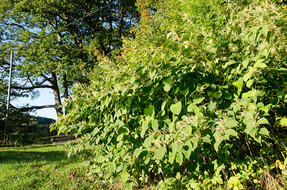 Parkslirekne. Bildet er fra Melsom i Sandefjord. Foto: Birgit Brosø