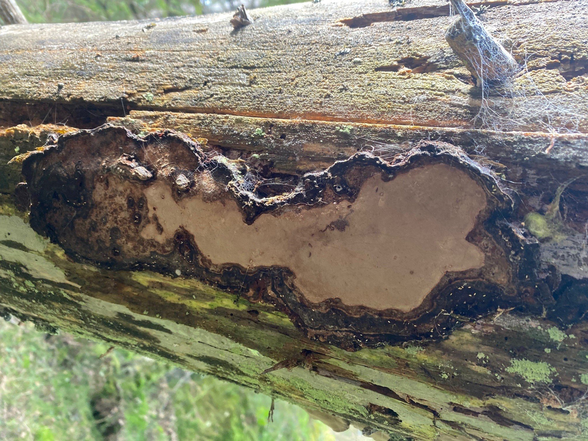 Storås: Svartsonekjuke på granlåg. Foto: Statsforvalteren i Vestfold og Telemark