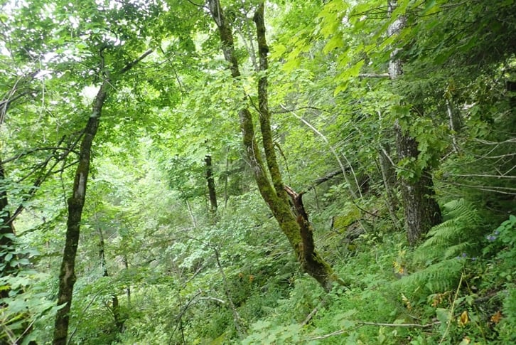 Kivledalen: Rik blandingsskog nord i området. Foto: J.G. Brynjulvsrud