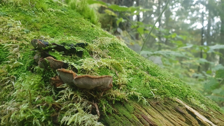 Modalen: Svartsonekjuke på gammel granlåg. Foto: Terje Blindheim