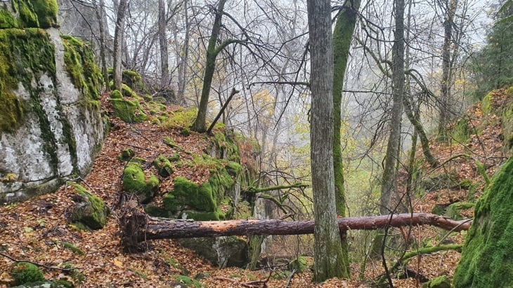 Tiurkollen: Rik edellauvskog 