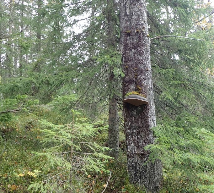 Nesfjellet: Stor ospeildkjuke i Skotmyrane aust. Foto: J.G. Brynjulvsrud. Nesfjellet: Stor ospeildkjuke i Skotmyrane aust.