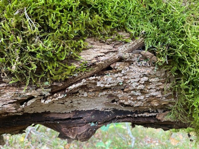 Blåbæråsen: Ruteskorpe på eikelåg. Foto: Statsforvalteren i Vestfold og Telemark Blåbæråsen: Ruteskorpe på eikelåg. Foto: Statsforvalteren i Vestfold og Telemark