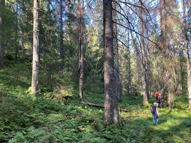 Gammel granskog i Slettebergskarvene. Foto: Statsforvalteren i Vestfold og Telemark