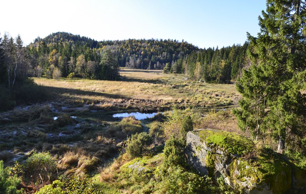 Elva naturreservat er en såkalt fattigmyr. Reservatet starter omtrent midtveis i bildet, tatt ved munningen av Solum-elva. Foto: Statsforvalteren i Vestfold og Telemark. Elva naturreservat er en såkalt fattigmyr. Reservatet starter omtrent midtveis i bildet, tatt ved munningen av Solum-elva.