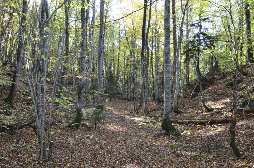 Det er sjelden man finner slike rike bestander av den varmekjæra bøka så langt nord som her i Hillestadåsen. Foto: Statsforvalteren i Vestfold og Telemark. Det er sjelden man finner slike rike bestander av den varmekjæra bøka så langt nord som her i Hillestadåsen.