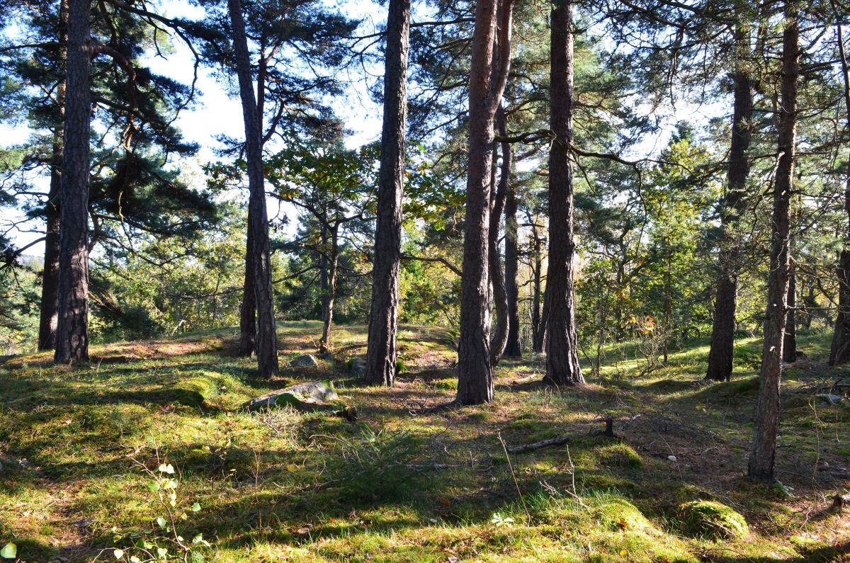 Den sjeldne arten bittergrønn trives i slik åpen furuskog som her i Holtan plantefredningsområde, og vurderes som sterkt truet fordi den er i stor tilbakegang nasjonalt. Foto: Birgit Brosø. Den sjeldne arten bittergrønn trives i slik åpen furuskog som her i Holtan plantefredningsområde, og vurderes som sterkt truet fordi den er i stor tilbakegang nasjonalt.