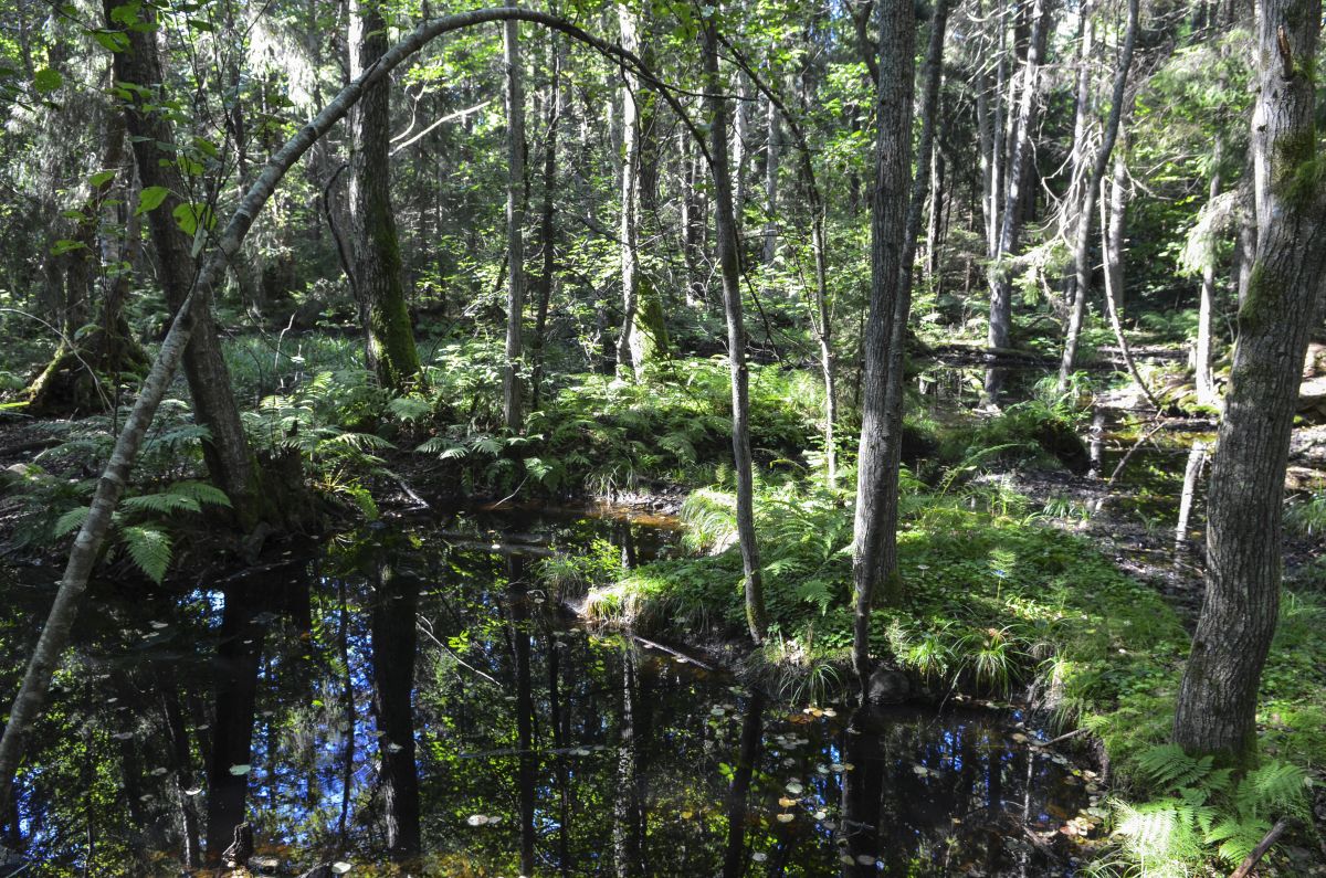 Denne dammen i Karlsvika ble vernet for å ta vare på den nasjonalt sjeldne hestekjørvelen. Foto: Birgit Brosø. Denne dammen i Karlsvika ble vernet for å ta vare på den nasjonalt sjeldne hestekjørvelen.