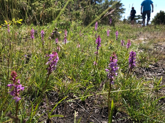 Langøya landskapsvernområde i Bamble kommune. 