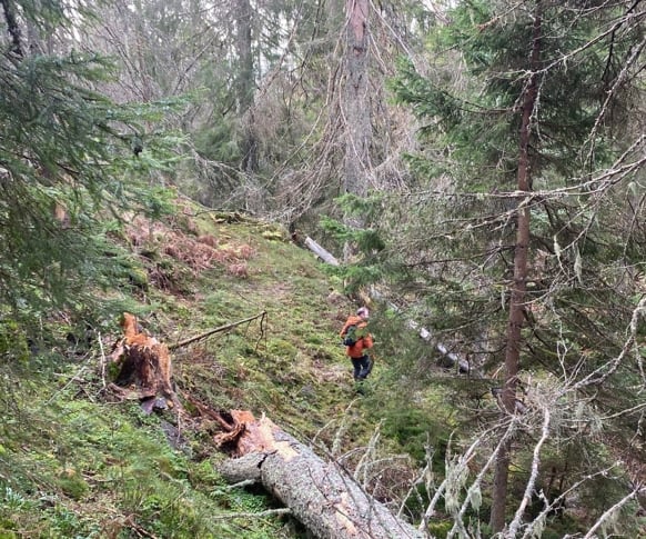 Gammel barskog i Storås. Foto: Statsforvalteren i Vestfold og Telemark