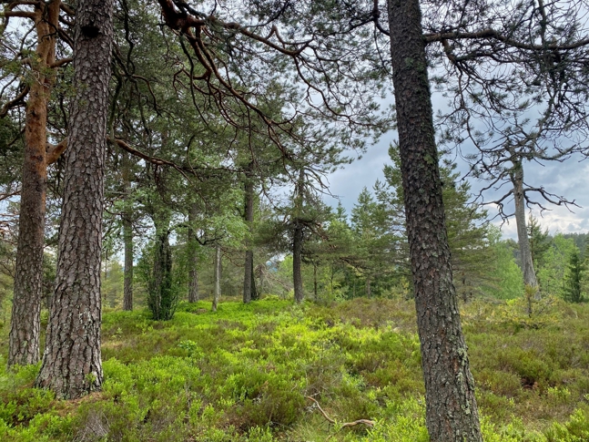 Granasnekollen: Furustokkjuke (øverst til venstre) på furu. Foto: Statsforvalteren i Vestfold og Telemark Granasnekollen: Furustokkjuke (øverst til venstre) på furu. Foto: Statsforvalteren i Vestfold og Telemark