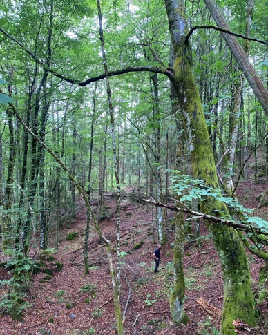 Granasnekollen: Gammel edellauvskog på høy bonitet. Foto: Statsforvalteren i Vestfold og Telemark Granasnekollen: Gammel edellauvskog på høy bonitet. Foto: Statsforvalteren i Vestfold og Telemark