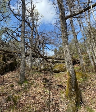 Lønskollen: Gammel eikeskog. Foto: Statsforvalteren i Vestfold og Telemark