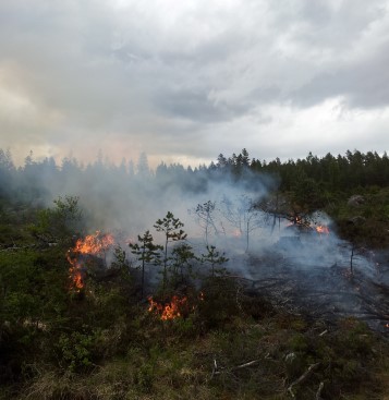 Foto: Statsforvaltaren i Vestfold og Telemark