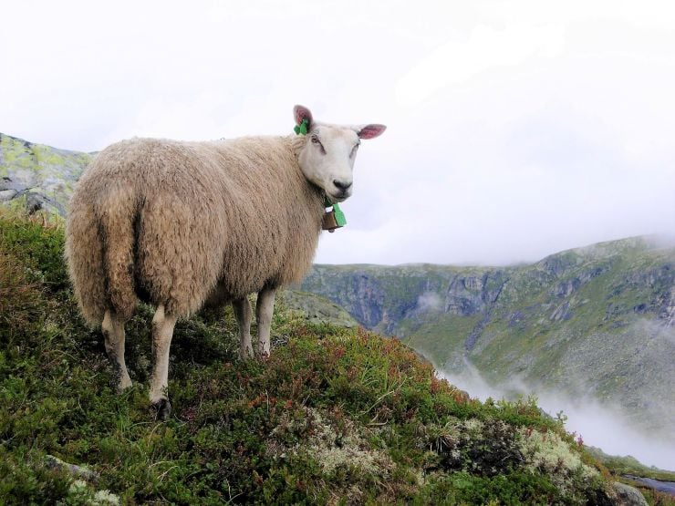 Sau på fjellbeite med utsikt over fjord