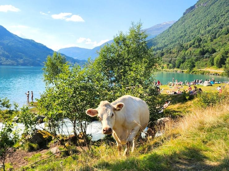 Dyra beiter også der det er fint å gå på tur eller bade. Hald avstand og ha hunden i band. Foto: Maria M. Skjold/SFVL. Ku på utmarksbeite der turistar badar