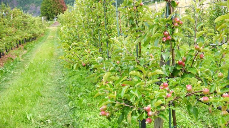 Bilde av sorten aroma på grunnstamme M9 i tettplanting på Njøs frukt- og bærsenter i 2018, med økologisk godkjent drift og utprøving av underkultur og flis under trerekkene. 
