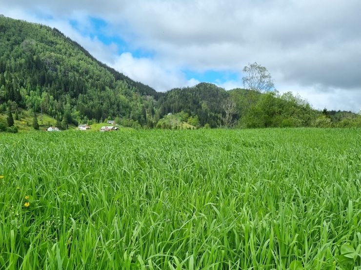 Gras på eit jorde og ein ås og ein gard i bakgrunnen