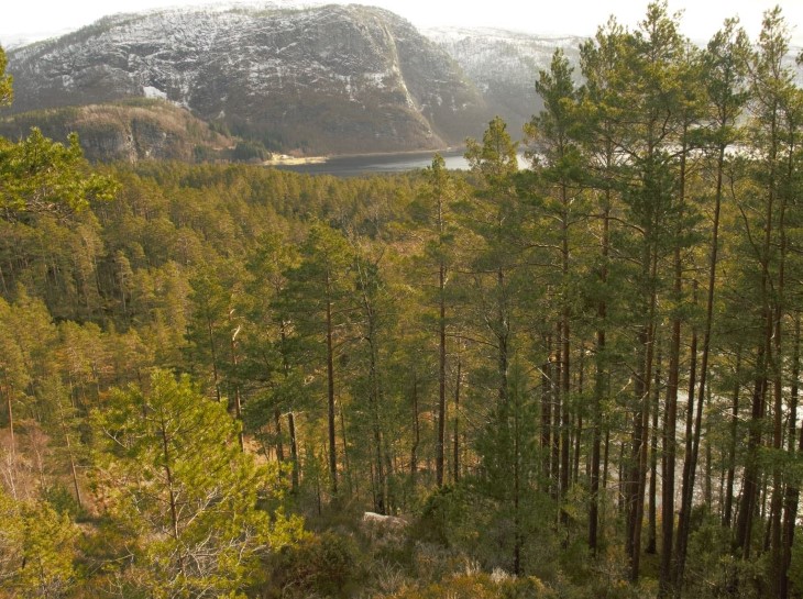 Ospehaug i Fjaler kommune. Foto: Tore Larsen