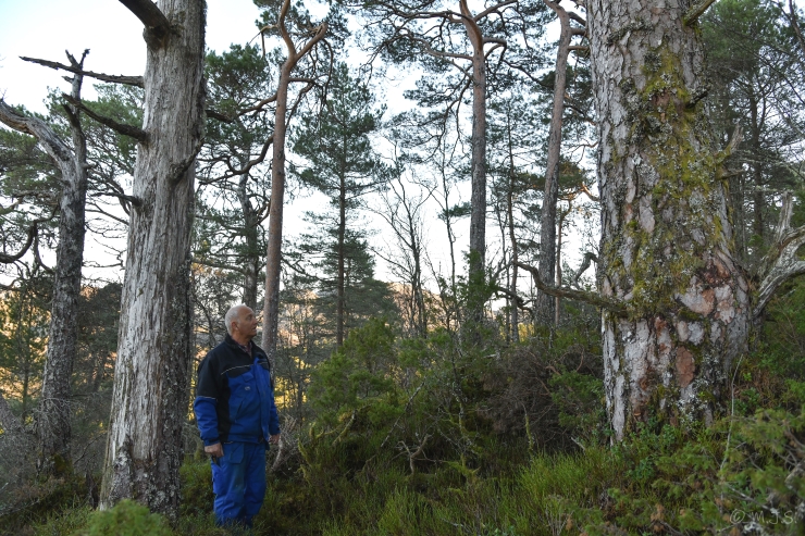  Asbjørn Gripsgård viser fram parti med eldre naturprega skog på Gripakletten i Meland. Foto: Magnus Johan Steinsvåg / Fylkesmannen i Vestland