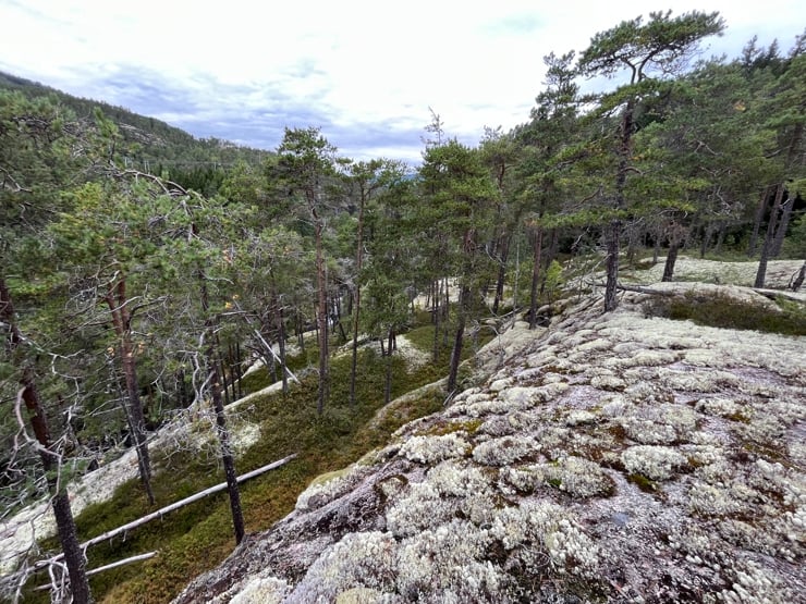 ein skogbotn med lyng og lav, med ståande furutre og litt felt død ved av furu