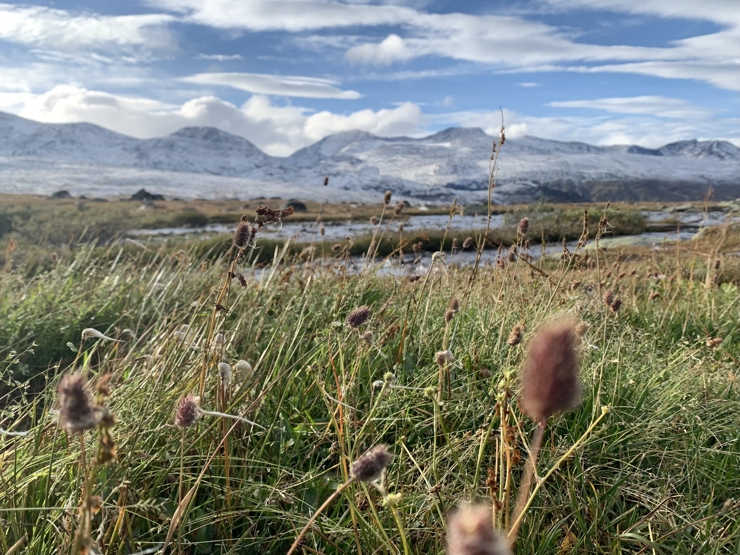 Verneprosessen med å utvide Jotunheimen dekker dei fire kommunane Vågå, Øystre Slidre, Luster og Årdal. Det er disse fire kommunane som har gitt aksept for å greie ut vernet og få meir kunnskap. Biletet er teke ved Fisketjernet på Valdresflya, eitt av områda vi skal greie ut for vern. Foto: Statsforvaltaren i Vestland/ Halvor Røssum. ein myr med svaiande grasartar framfor alpine toppar med snø i bakgrunnen