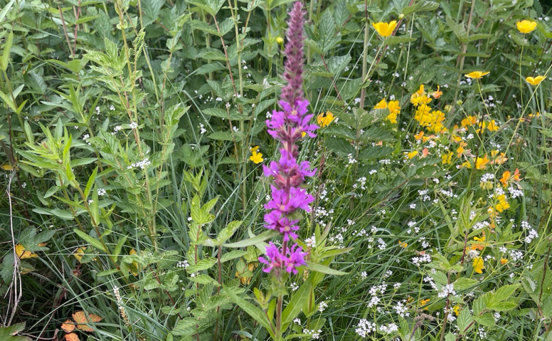 ein rettstilka høgreist blomst i lilla som står blant andre urtar og gras utan så mykje farge anna enn grøn og kvit
