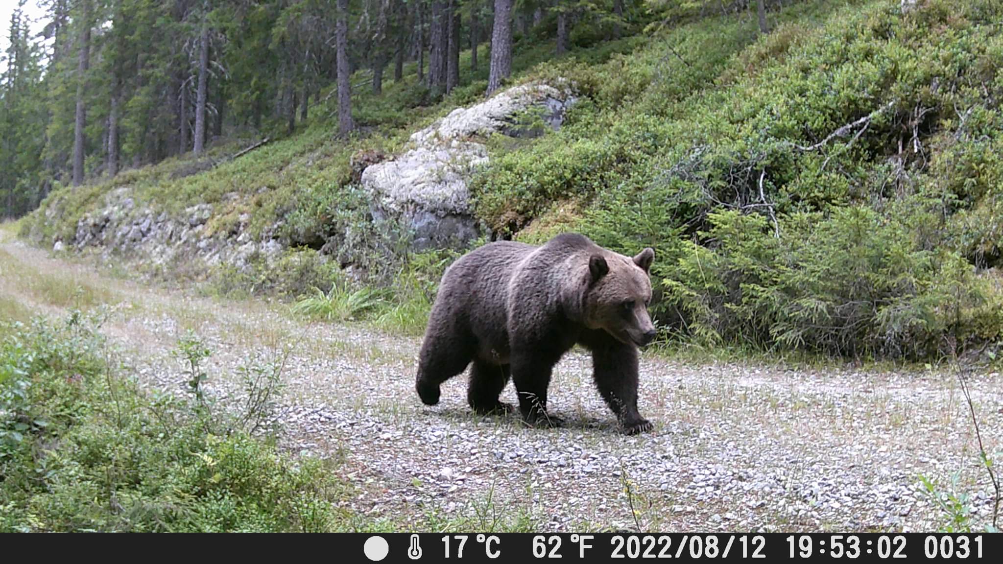 Bilde av bjørn