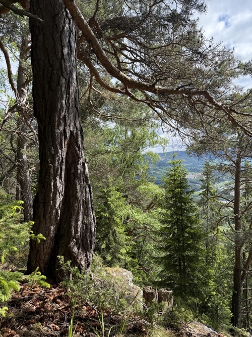 Fra Steberglykkjeberget og Forråbakkan i Sør-Fron