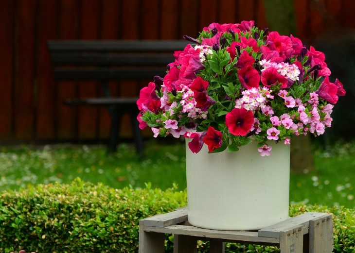 Petunia, rosa blomst Foto: Pixabay. Petunia, rosa blomst