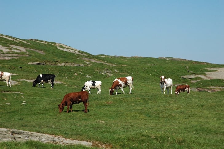 Ungdyr på beite på Rennesøy.