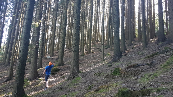 Vellykka skog av sitkagran, Auestad.