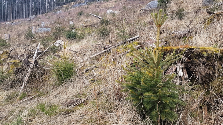 Plantefelt i Hjelmeland.