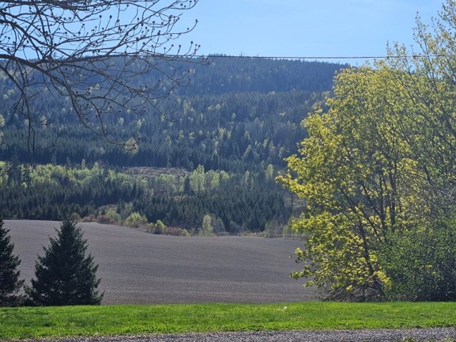Skoglandskap.
