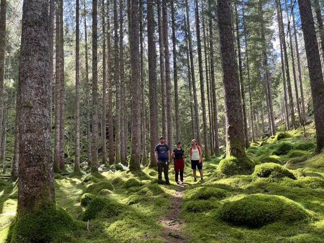 Granskog i eit forsøksfelt på Vasshus.