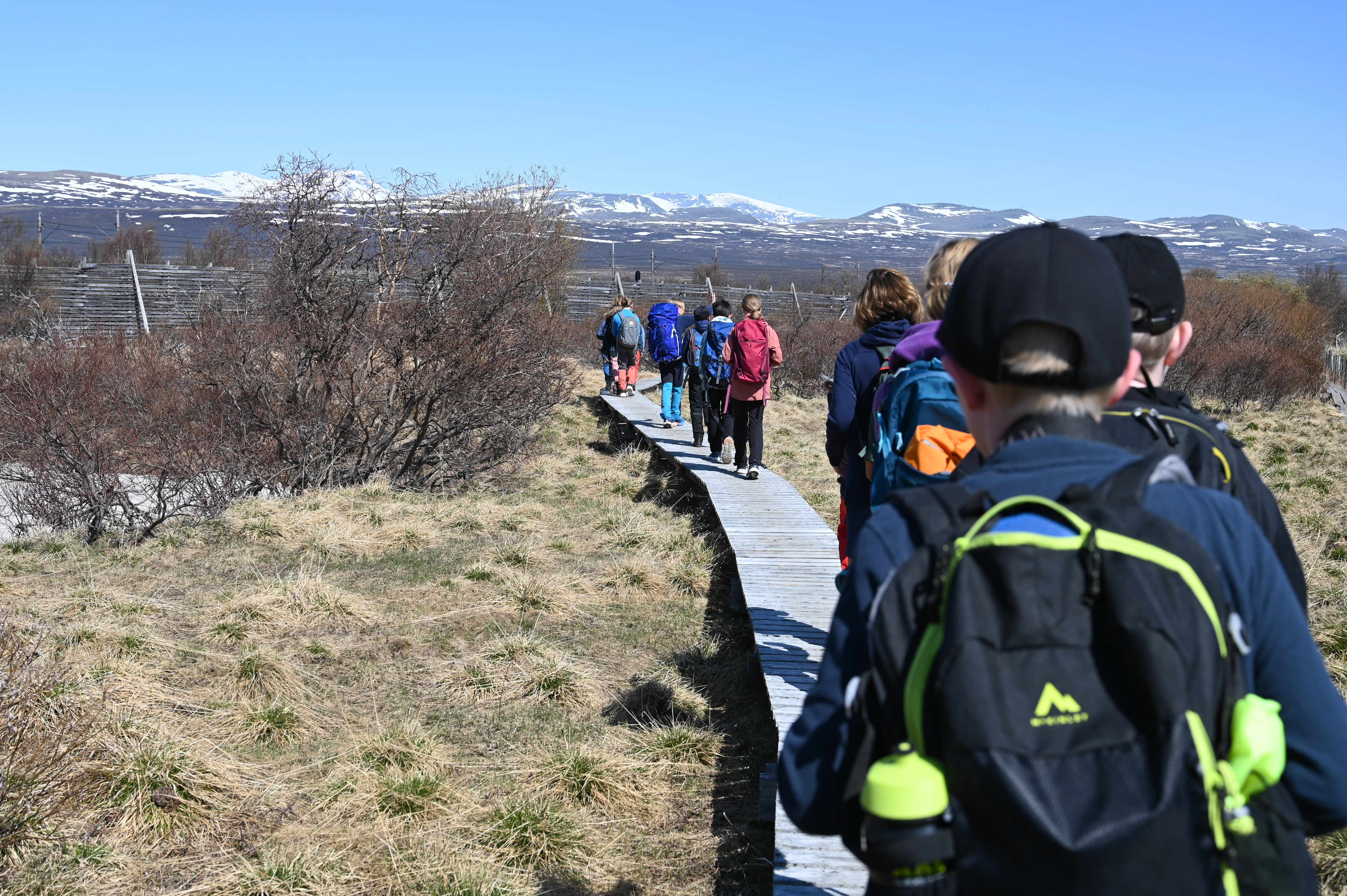 5. og 6. trinn ved Dovre barneskole stiller ut bilder under feiringen av 100 år med vern i Norge. Foto: Statsforvalteren i Innlandet. Barn går på en planke-sti på Fokstumyra.
