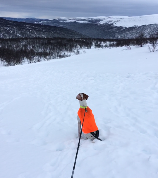 Hund i bånd