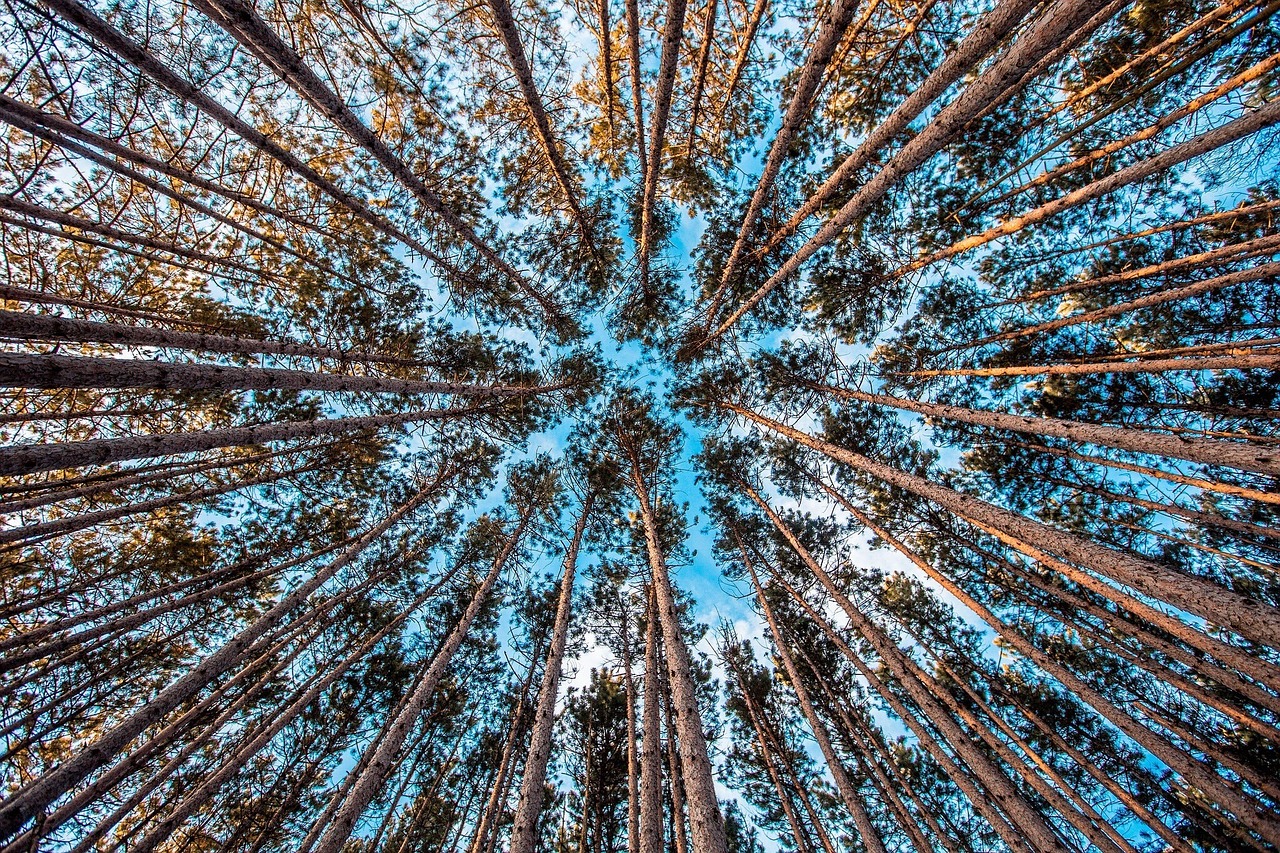 Skog
