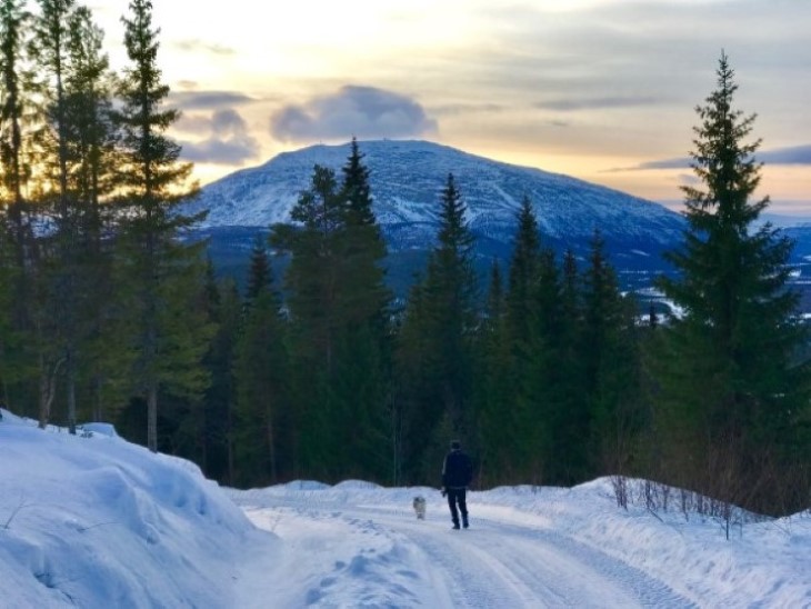 Fjell, skog, snø