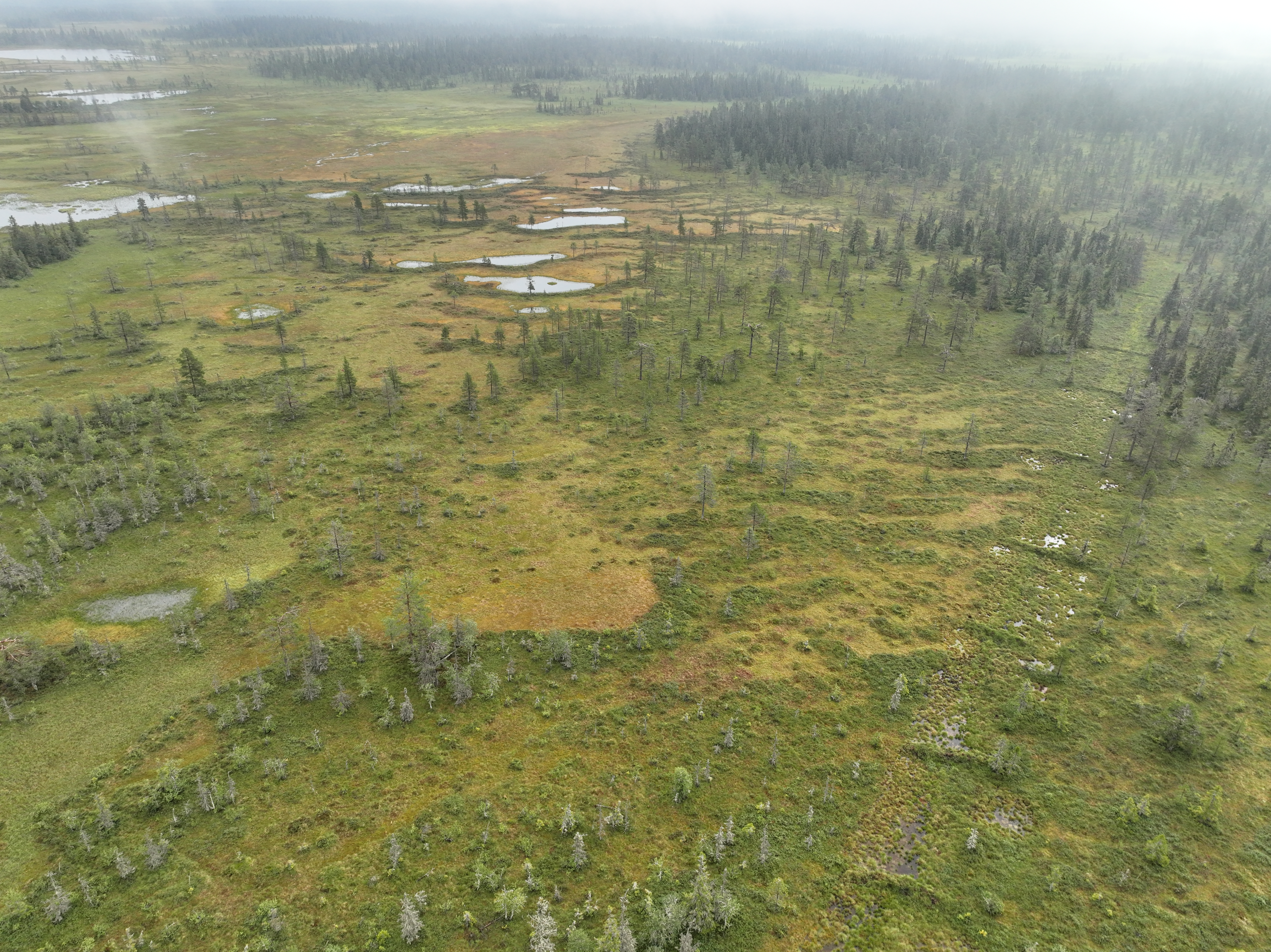 Tettet grøft i Endelausmyra naturreservat. Foto: Kjølv Ø. Falklev. Endelausmyra NR etter restaurering