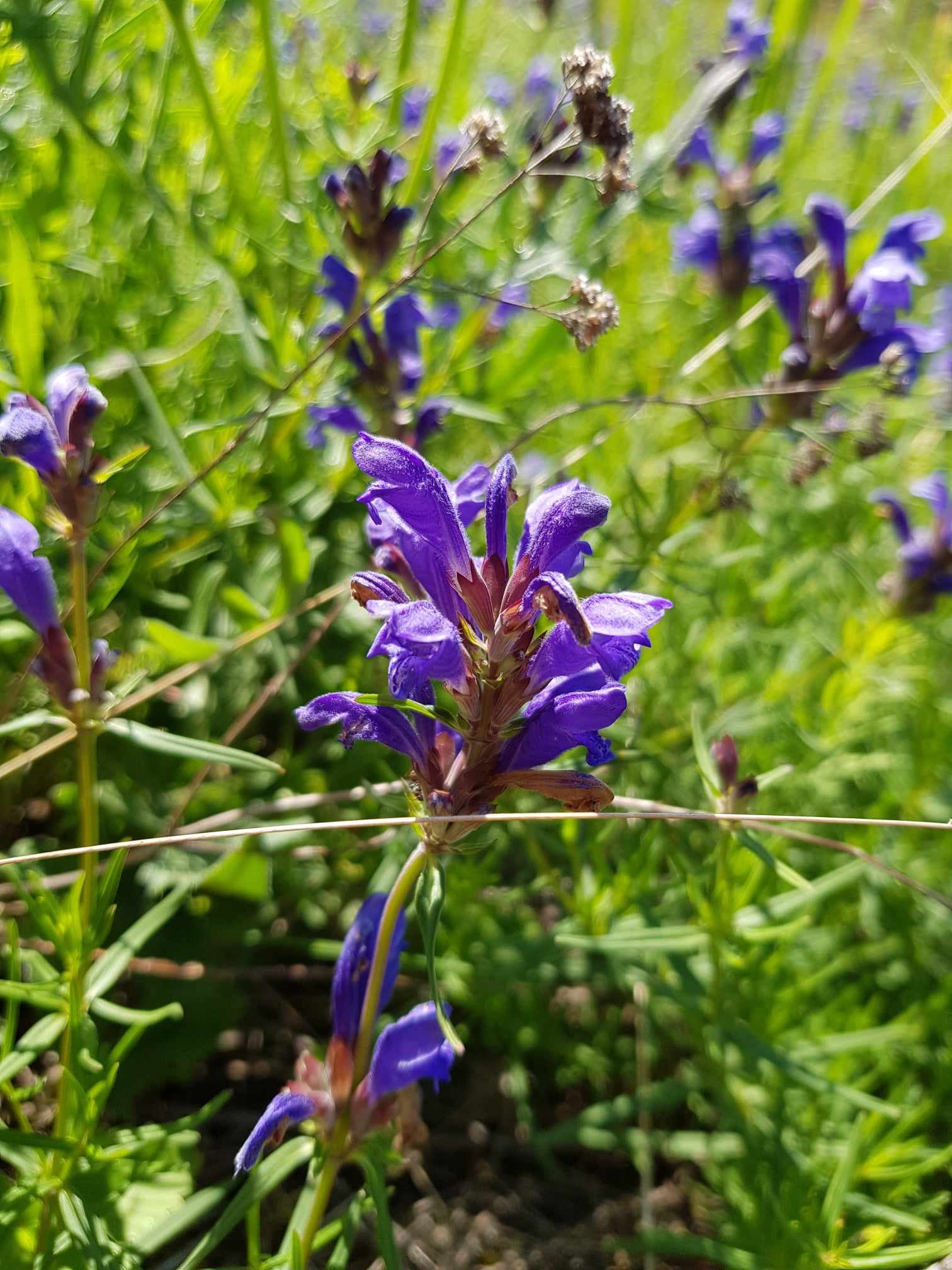 Dragehode. Foto: Linnea Karoline Vereide. Blå blomst blant gress