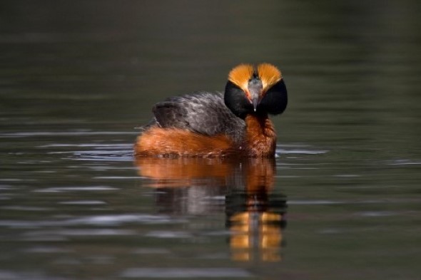 Horndykker. Foto: Thor Østbye. Foto av en fugl i vann.