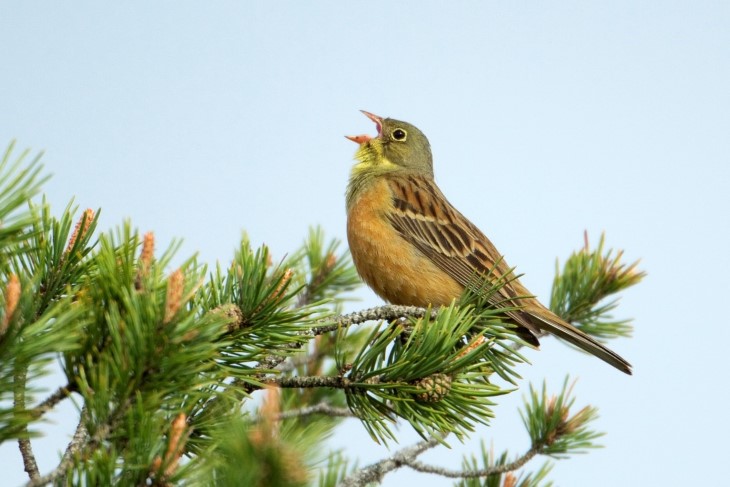Hortulan hann, Hortulan kan snart regnes som utdødd som hekkefugl i Norge. Foto: Thor Østbye. Hortulan hann