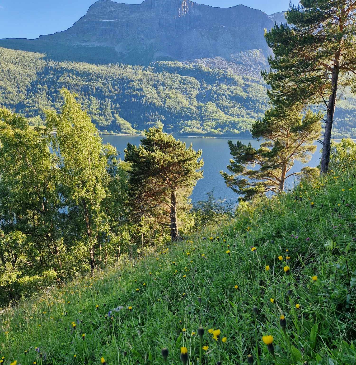 Slåttemark i Vang i Valdres. Foto: Linnea Karoline Vereide.