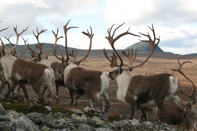 Foto: Erik Hagen. Villrein på fjellet