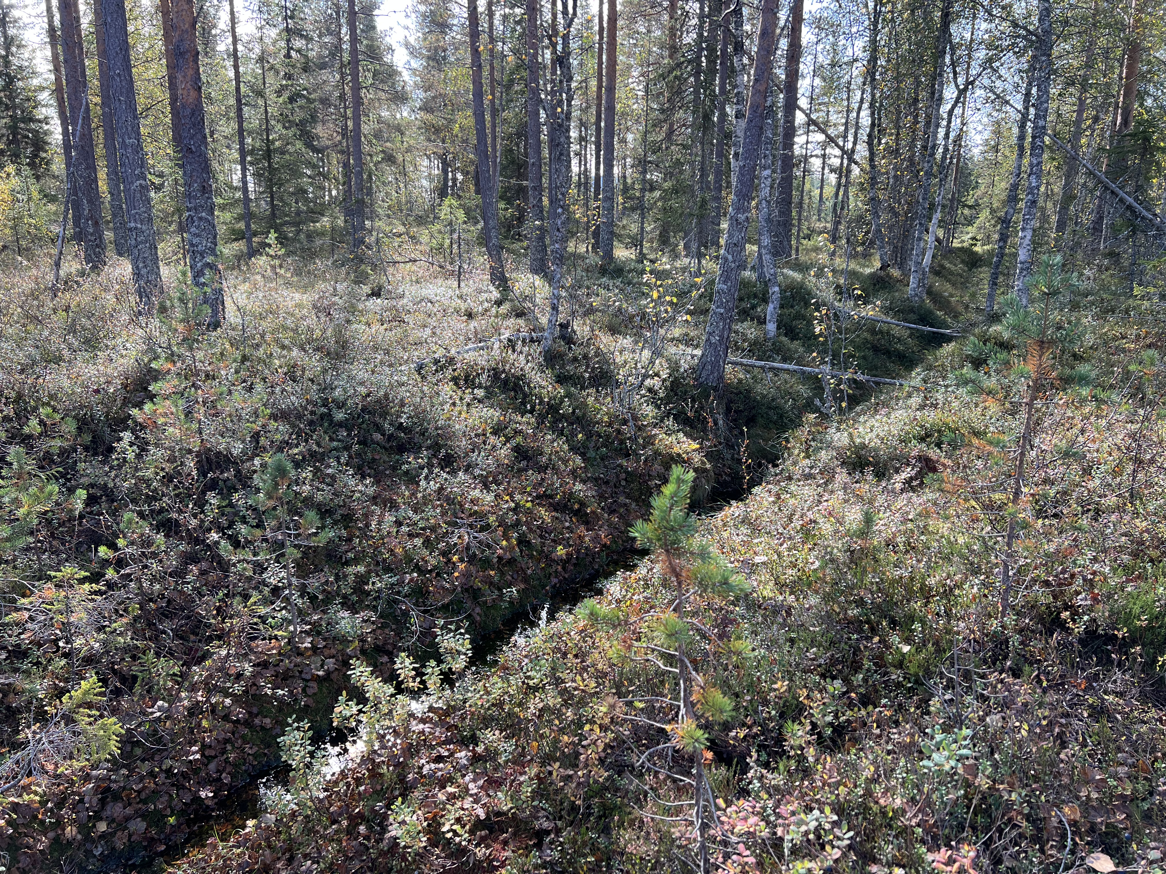 Grøfting har bidratt til å drenere myrene for vann. Foto: Suzanne Wien. Skog med grøft