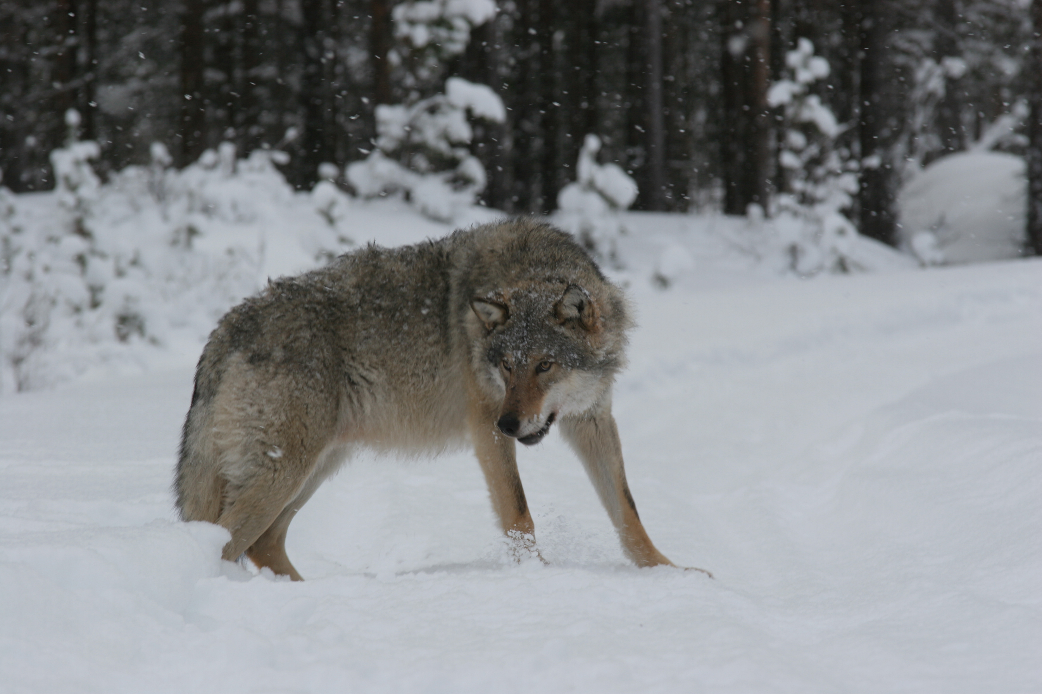 Fotograf: Lars Gangås, SNO.