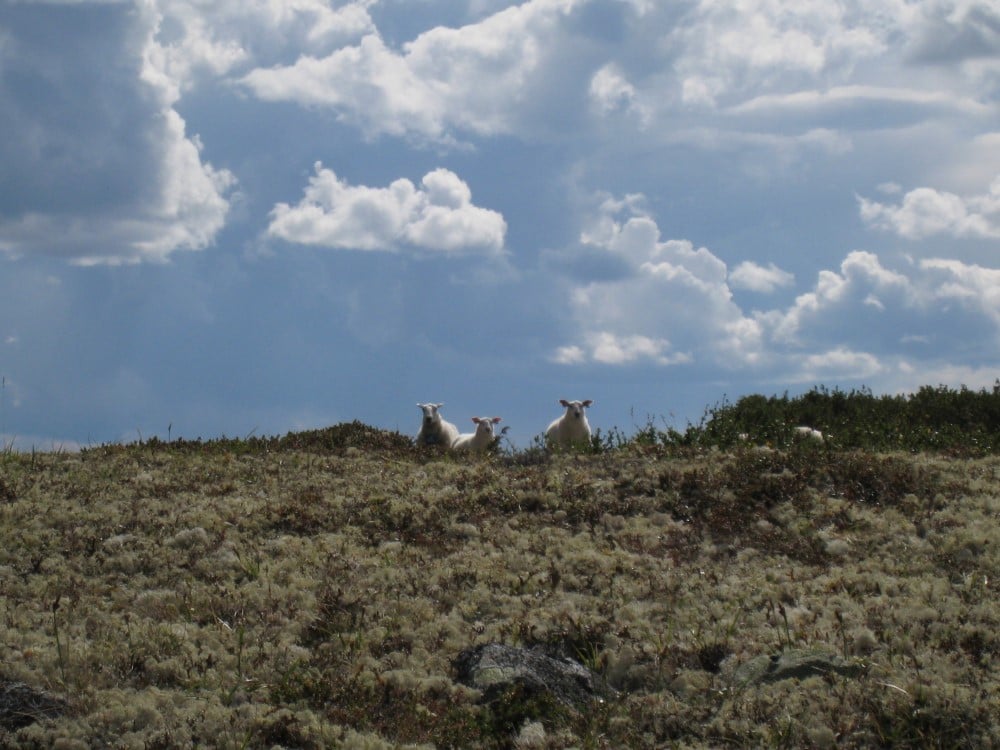 Sau på utmarksbeite. Foto: Ellen Nordrum Brøste. Sau på utmarksbeite.
