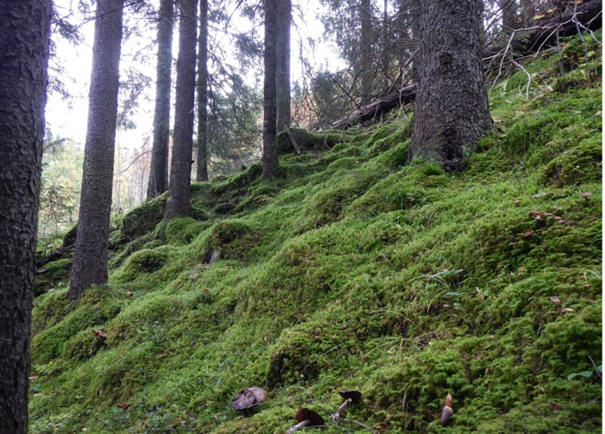 Moserik kalkgranskog, Eriksrud naturreservat. Foto: Tor Erik Brandrud. Moserik kalkgranskog, Eriksrud naturreservat.